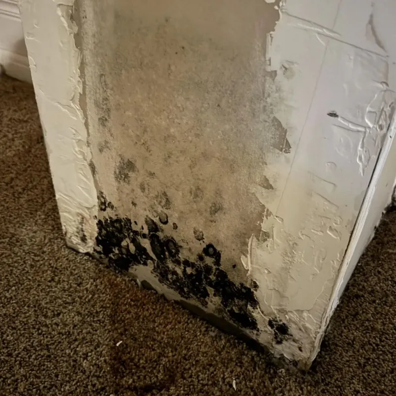 Professional Mold Removal in Scott County, IN